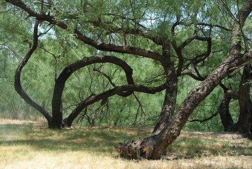 
    Mesquite
  