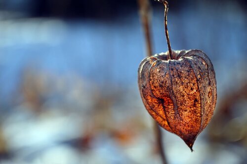 
    Ovoce physalis
  